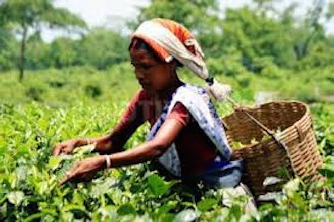 සාමුහික ගිවිසුමට යෝජනා භාර දුන්නා – ලංකා වතු සේවා සංගමය