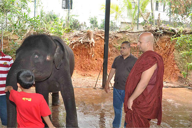 උඩුවේ හිමිගේ අසපුවේ අලියෙක් අමතක වූ හොරා හෙළි වේ