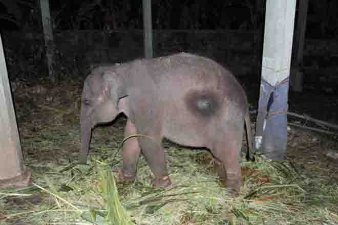 2016.05.28 elephant racket